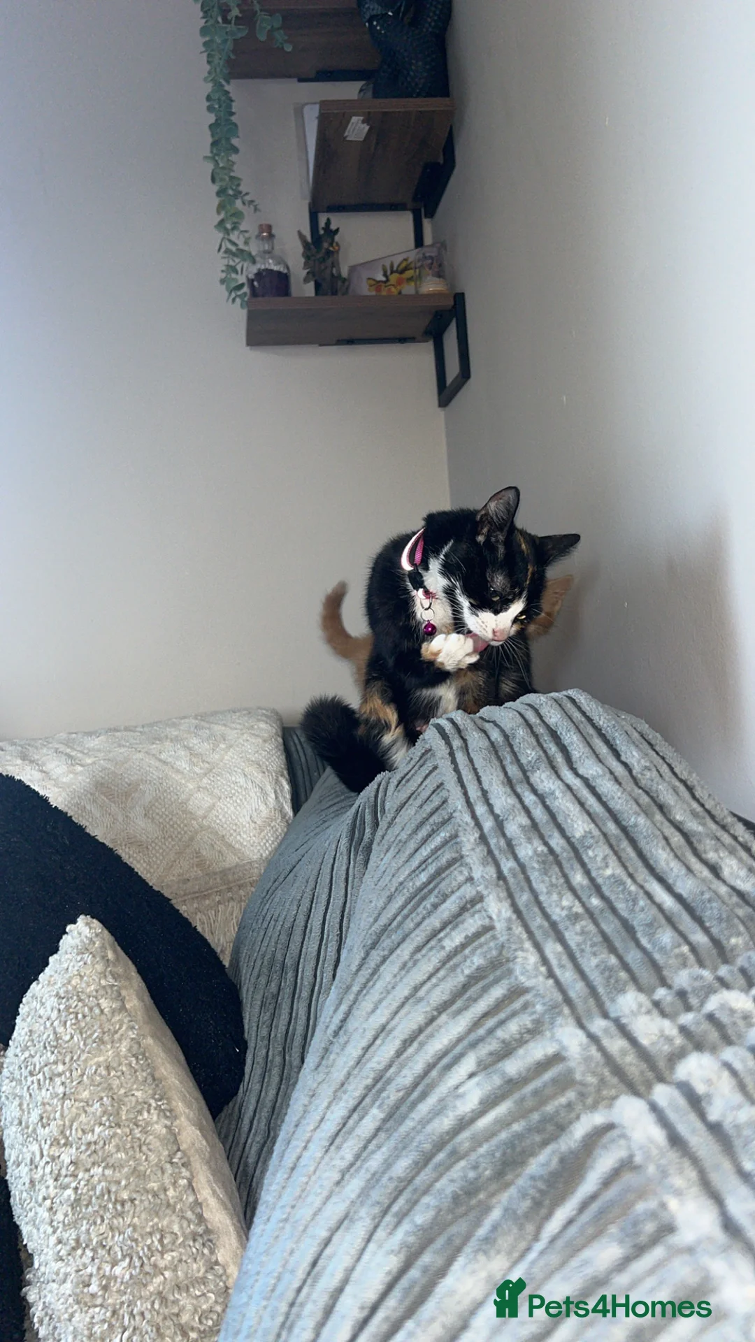 Domestic Shorthair cats for sale: Beautiful Calico Cat–1 Year Old–Loving Home Needed - Advert 3