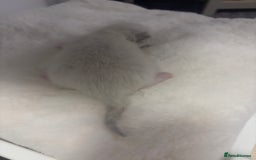 Ragdoll cats for sale: Gorgeous pedigree Ragdoll kittens  - Image 18
