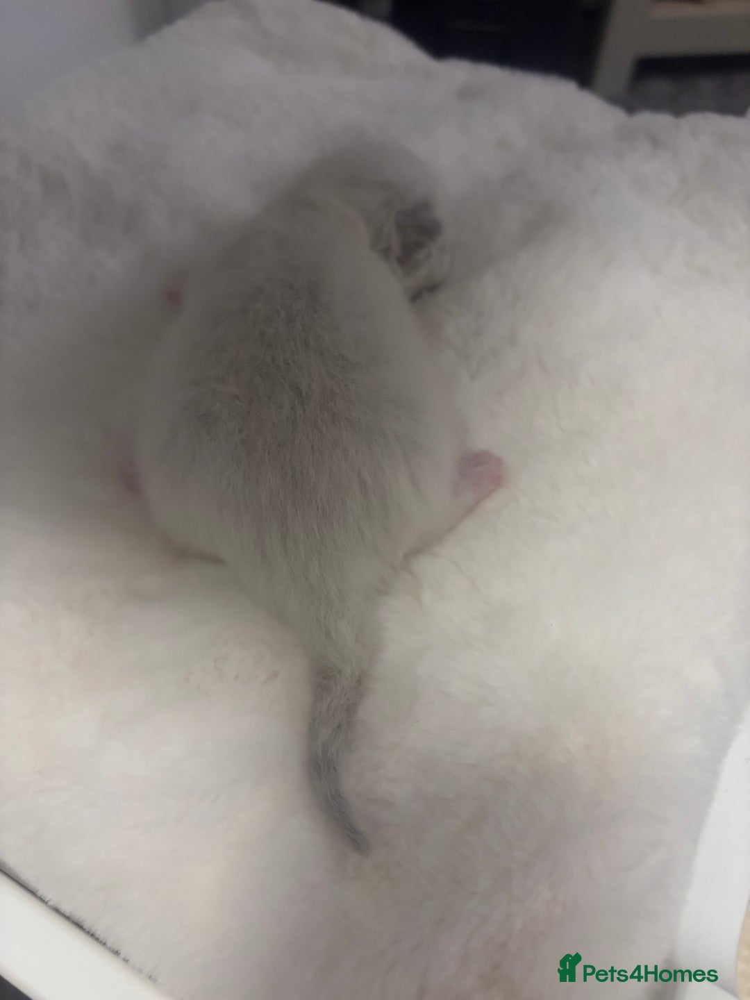 Ragdoll cats for sale: Gorgeous pedigree Ragdoll kittens  - Image 18