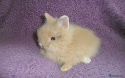 Lionhead rabbits for sale: BEAUTIFUL BABY DOUBLEMANE LIONHEAD RABBITS MALE - Image 11