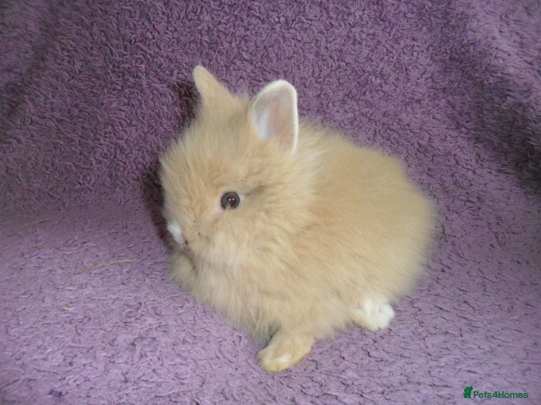 Lionhead rabbits for sale: BEAUTIFUL BABY DOUBLEMANE LIONHEAD RABBITS MALE - Image 11