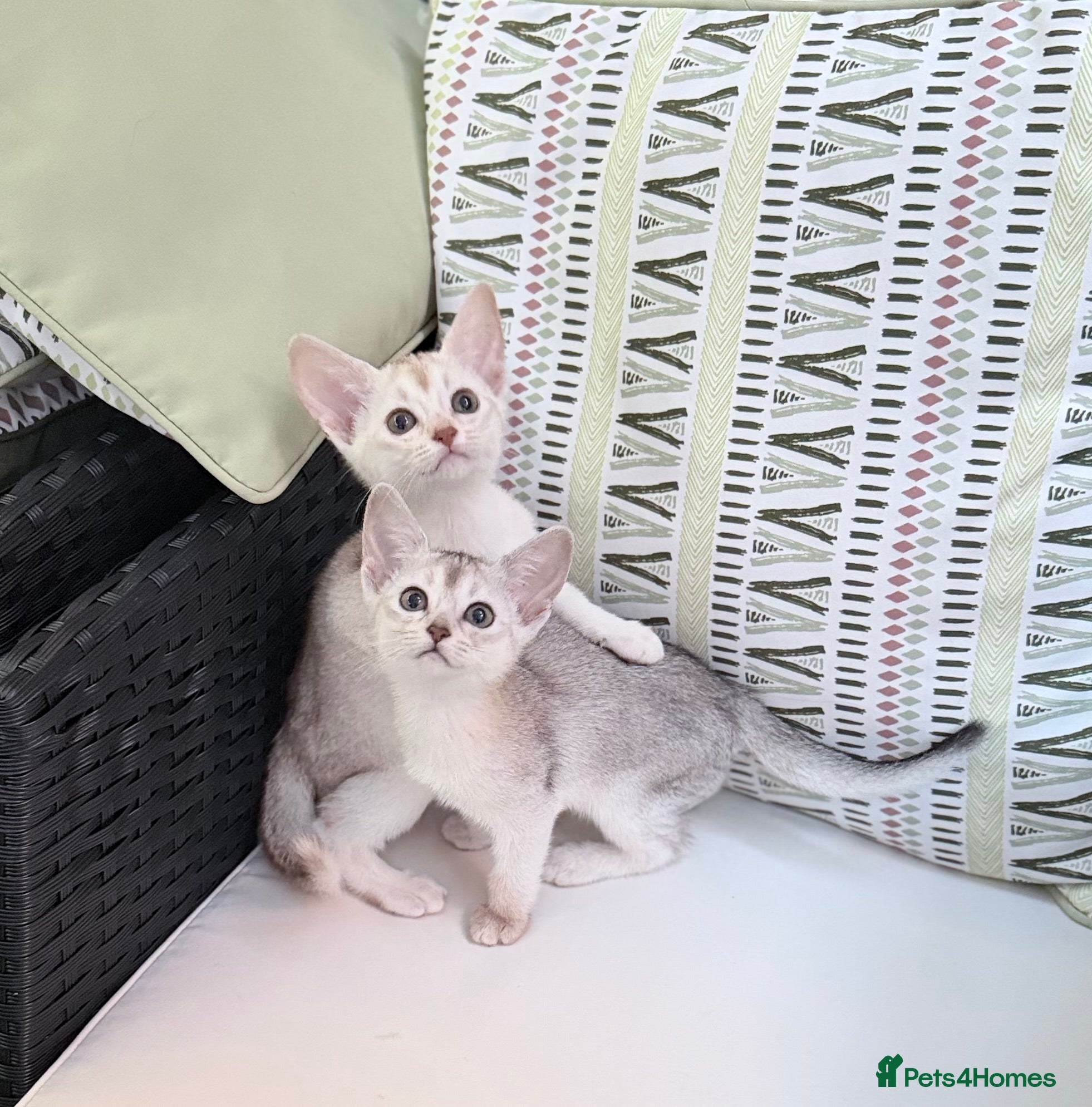 Abyssinian cats ✨ EXCEPTIONAL CHAMPION LINES – SILVER ABYSSINIAN ✨ - Advert 1