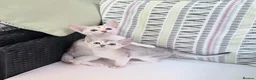 Abyssinian cats for sale: ✨ EXCEPTIONAL CHAMPION LINES – SILVER ABYSSINIAN ✨ - Advert 2