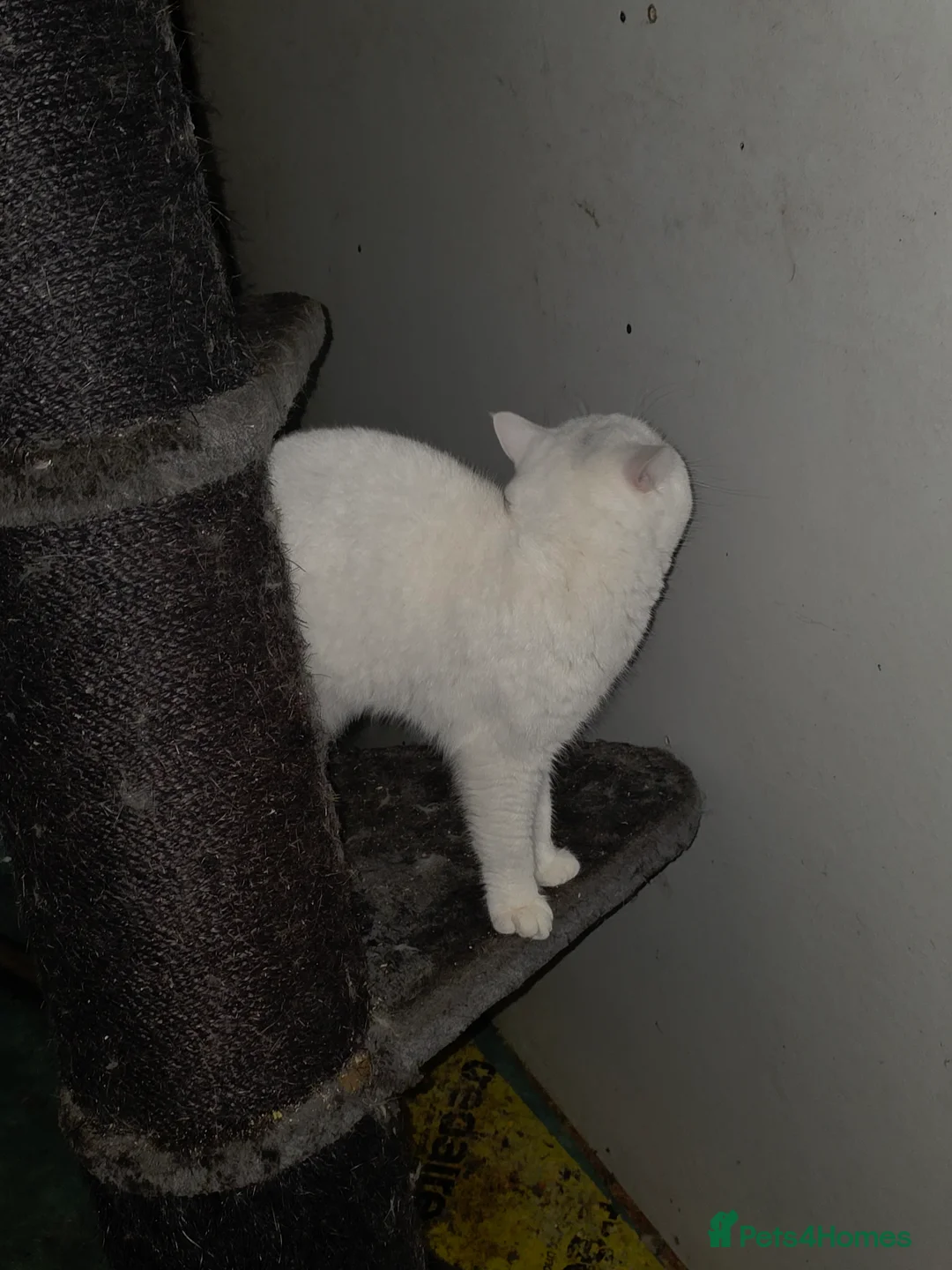 British Shorthair cats for sale: White British short hair - Advert 3