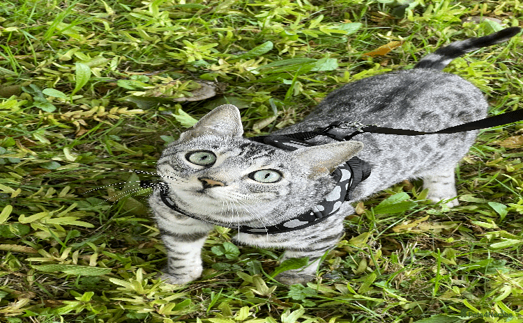 Bengal cats - Advert 1