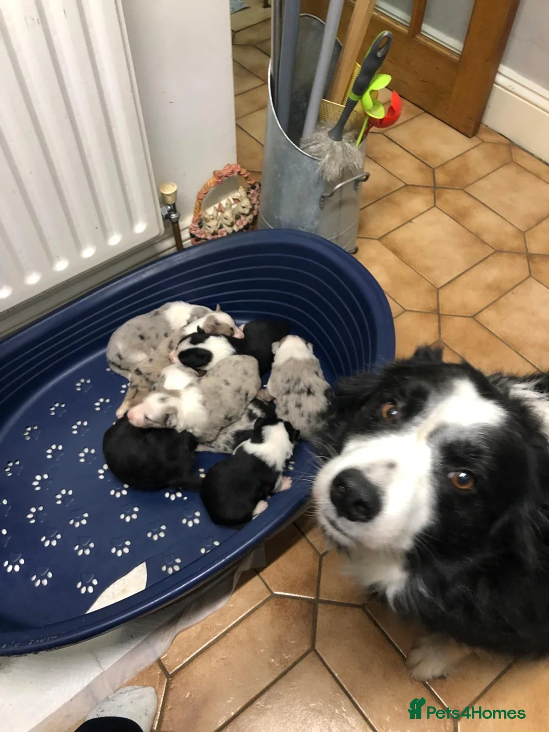 Border Collie dogs for sale: Outstanding Border Collie puppy’s  - Advert 2