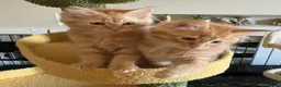 Mixed Breed cats for sale: Ragdoll/Maine Coon/Persian Mix Kittens - Advert 5
