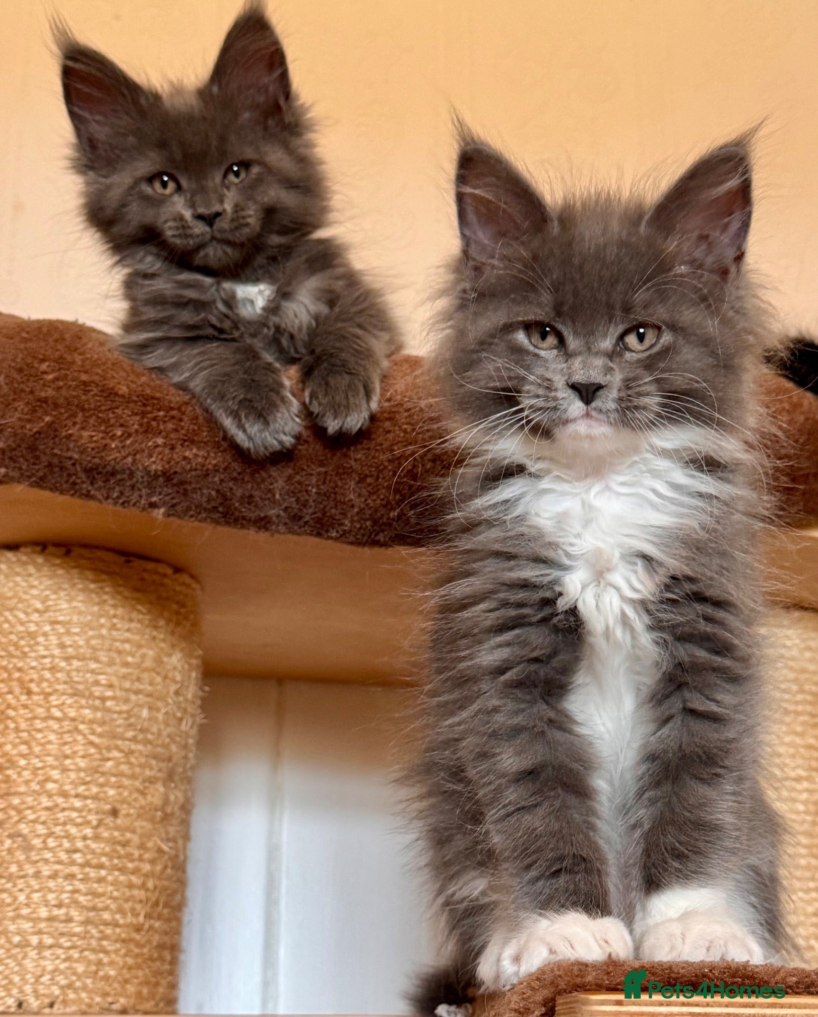 Maine Coon cats Exceptional TICA Pedigree Maine Coon Kittens - Advert 2