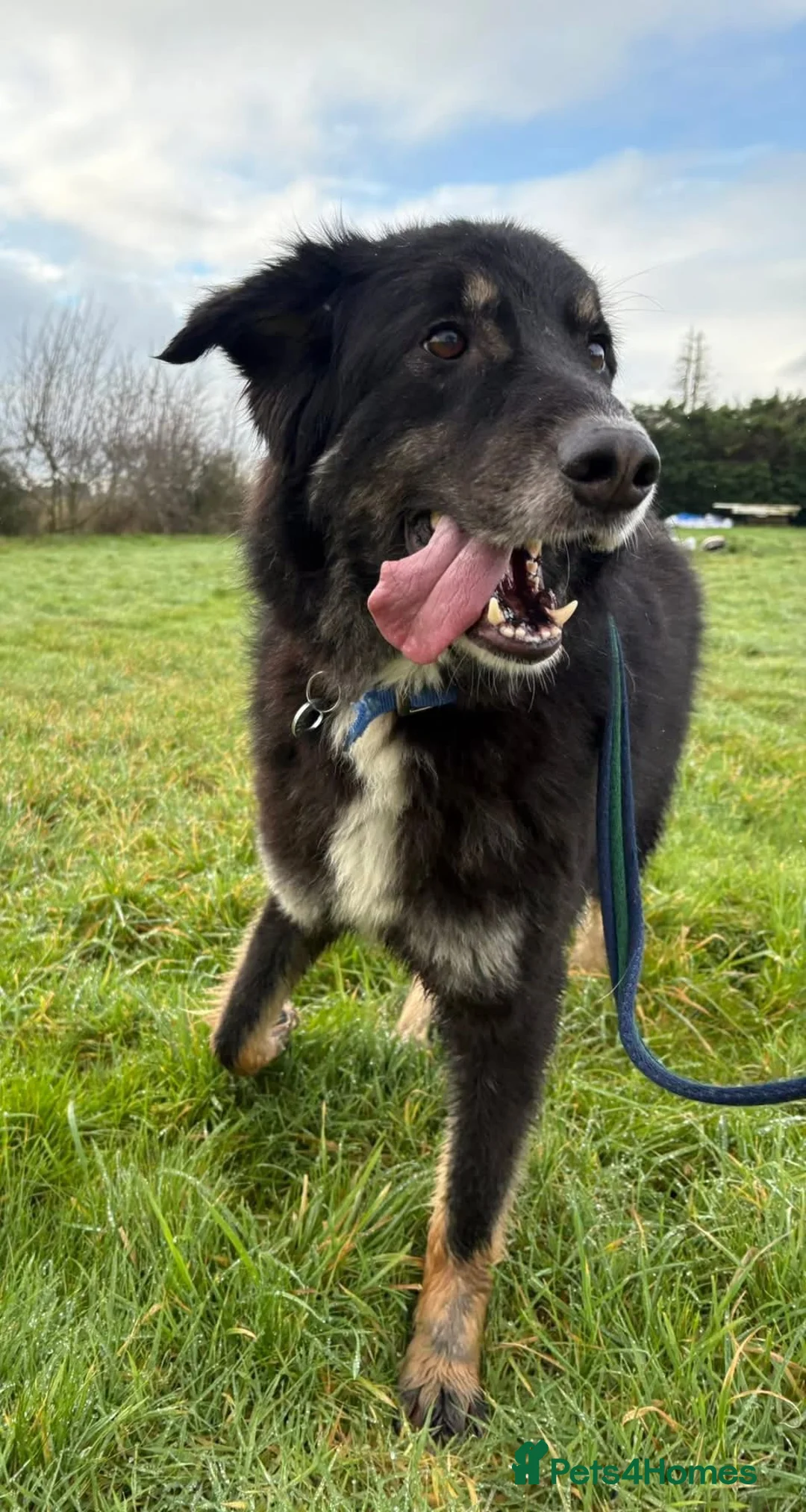 Mixed Breed dogs for adoption: Waffle - Norwich Norfolk  - Advert 3