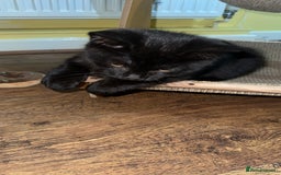 British Shorthair cats for sale: British Shorthair x Male  - Advert 2