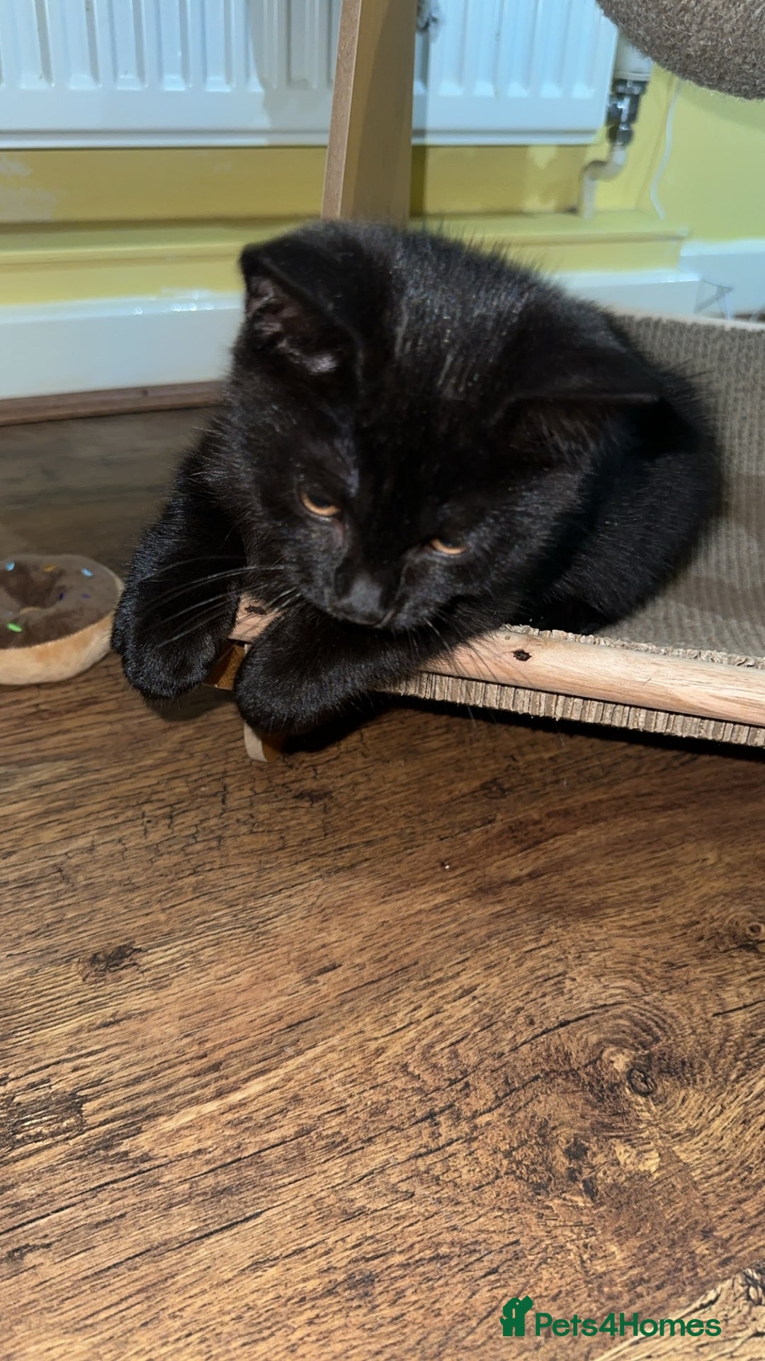 British Shorthair cats for sale: British Shorthair x Male  - Advert 2