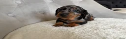 Miniature Dachshund dogs for sale: Miniature Dachshund - Advert 20