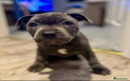 Staffordshire Bull Terrier dogs for sale: 💙 Beautiful Blue Staffy Bull Terrier Puppy💙 - Image 1