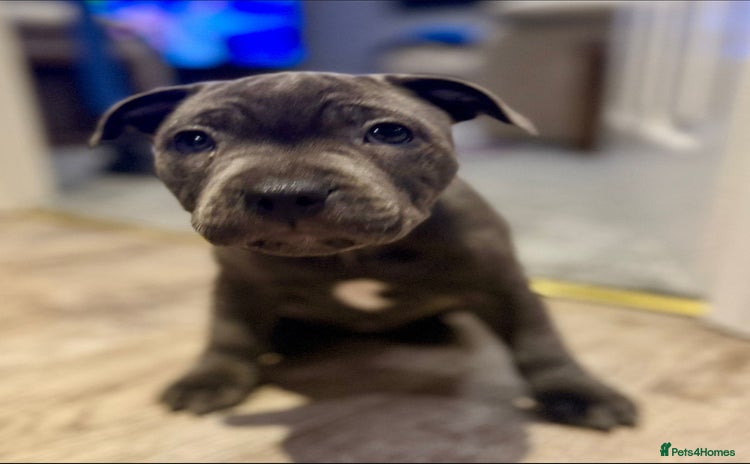 Staffordshire Bull Terrier dogs - Advert 6