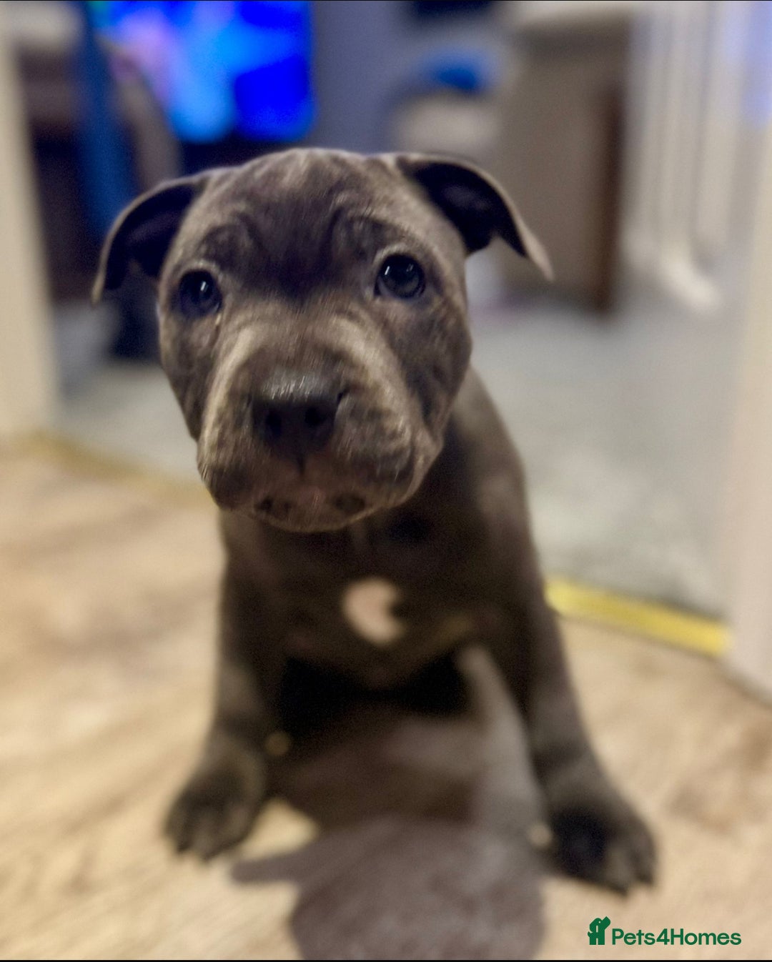 Staffordshire Bull Terrier dogs for sale: 💙 Beautiful Blue Staffy Bull Terrier Puppy💙 - Image 1