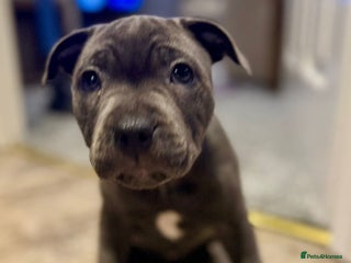 Staffordshire Bull Terrier dogs for sale - Advert 1