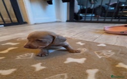 Miniature Dachshund dogs for sale: Ready to go 3/12/25 - stunning coloured Dachsunds - Image 9