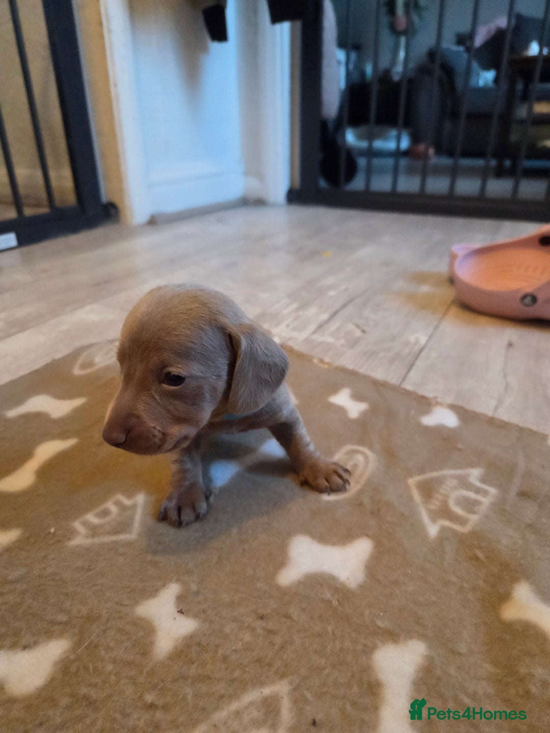 Miniature Dachshund dogs for sale: Ready to go 3/12/25 - stunning coloured Dachsunds - Image 9