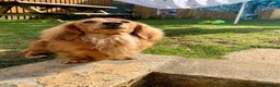 Miniature Dachshund dogs for stud: Quality Cream Long Haired Mini Dachshund in Launceston - Advert 16