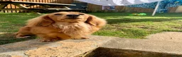 Miniature Dachshund dogs for stud: Quality Cream Long Haired Mini Dachshund in Launceston - Advert 16