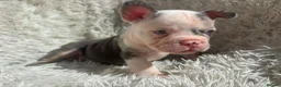 French Bulldog dogs for sale: French x  in Waterlooville - Advert 10