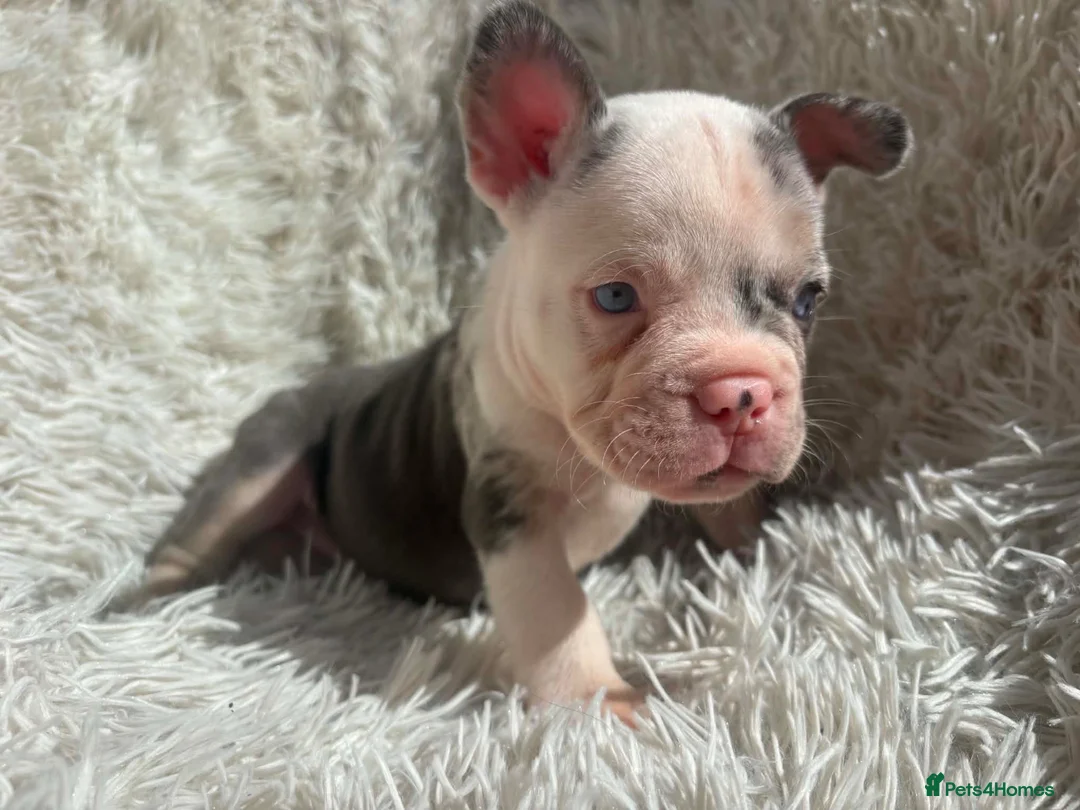 French Bulldog dogs for sale: French x  in Waterlooville - Advert 10