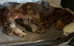 Dachshund dogs for sale: Beautiful miniature dachund puppies  - Image 10