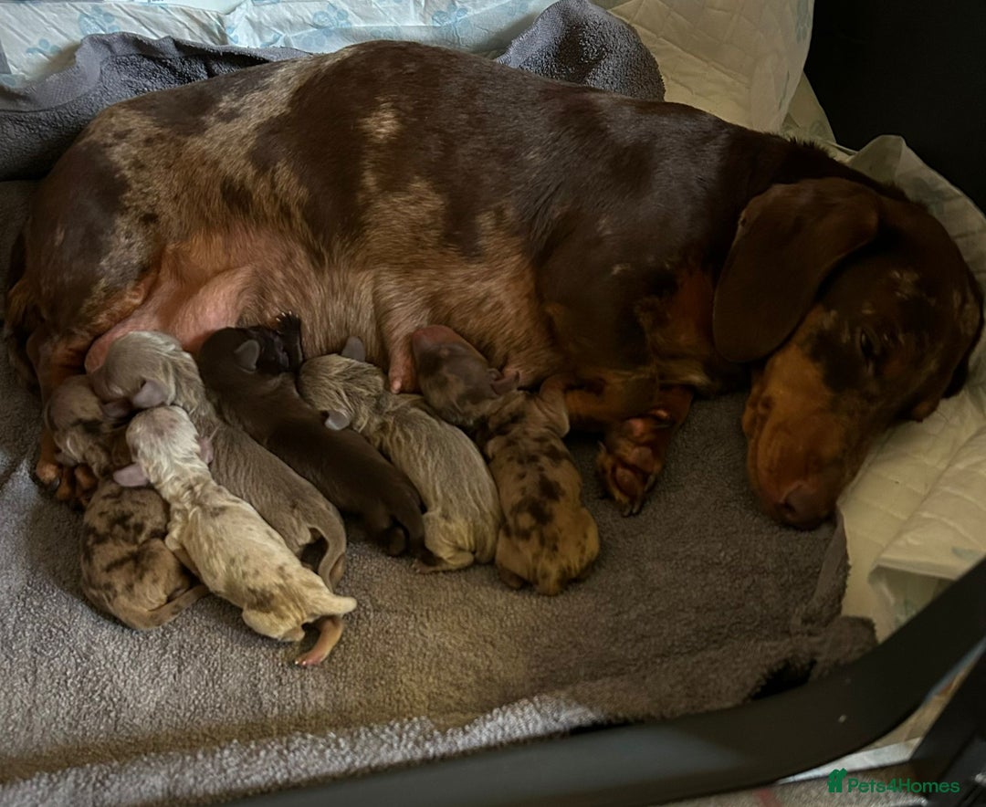 Dachshund dogs for sale: Beautiful miniature dachund puppies  - Image 10
