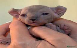 Sphynx cats for sale: 5 sphynx boys - Image 4