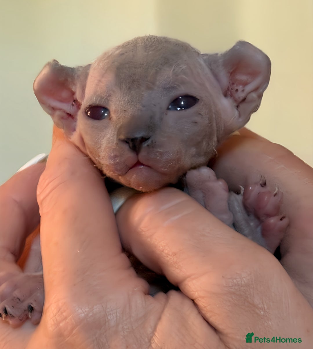Sphynx cats for sale: 5 sphynx boys - Image 4