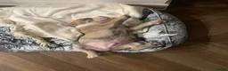 American Bulldog dogs for sale: American bull staffs 7 weeks  - Advert 7