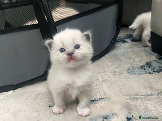 Ragdoll cats Purebred blue point ragdoll kittens - Advert 15