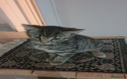 Mixed Breed cats for sale: Four kittens in search of their forever homes - Image 14