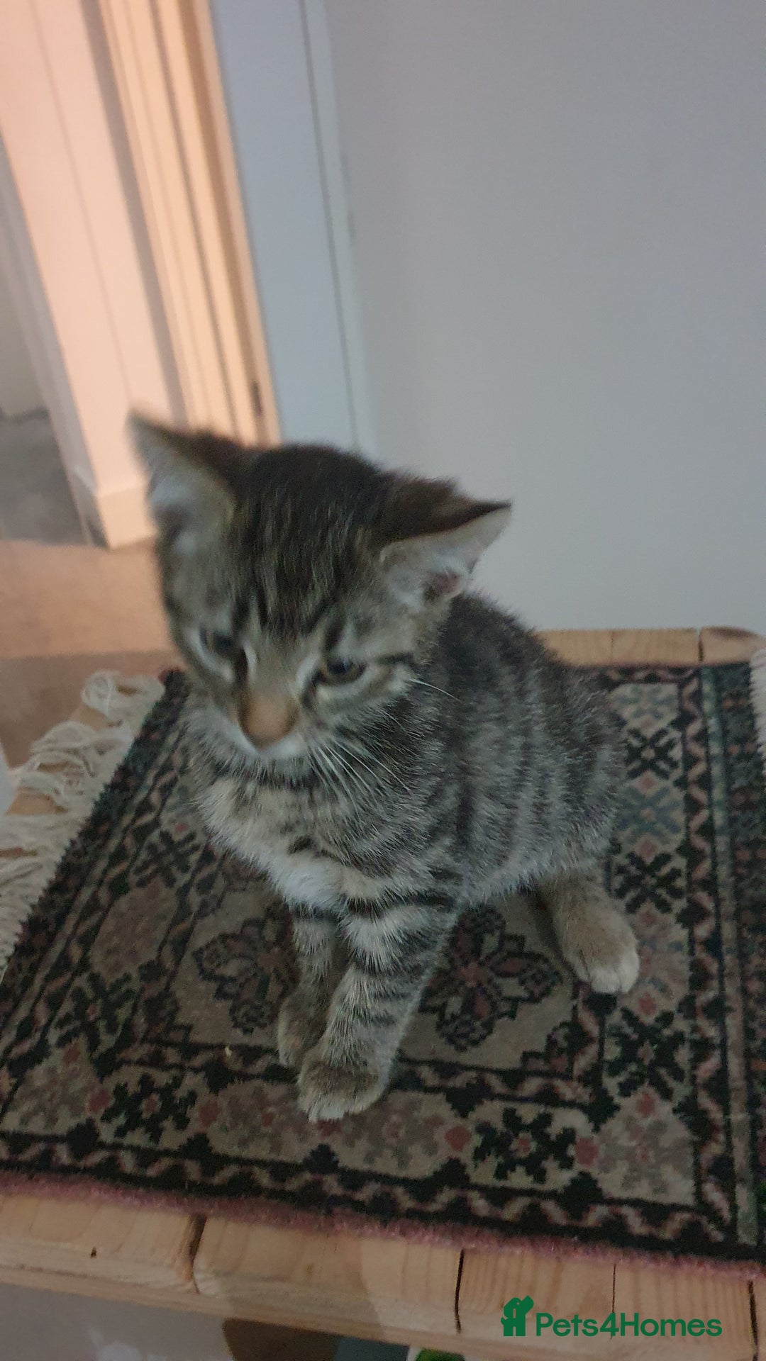 Mixed Breed cats for sale: Four kittens in search of their forever homes - Image 14