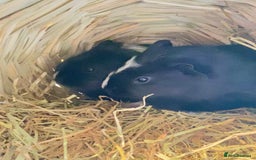 Guinea Pig rodents for sale: Baby Guinea pigs - Advert 3