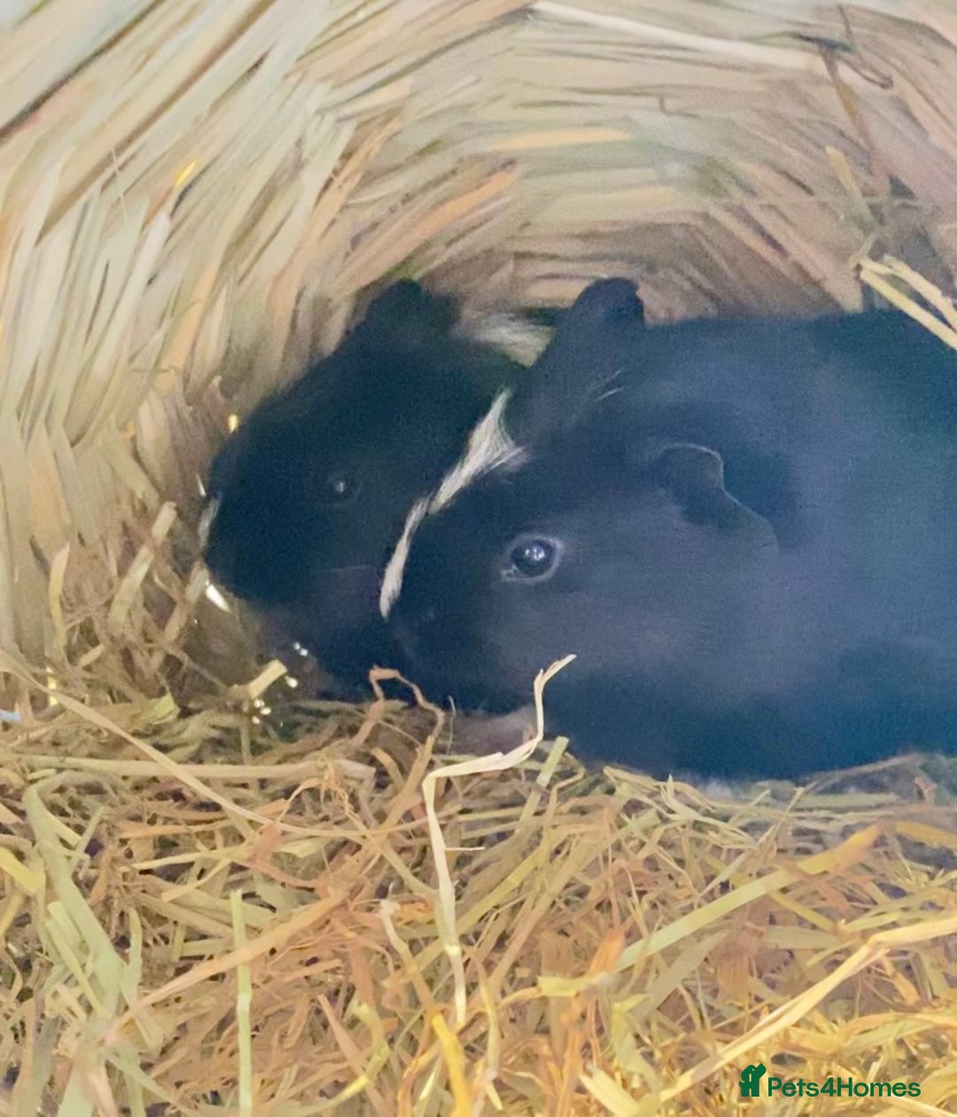 Guinea Pig rodents for sale: Baby Guinea pigs - Advert 3