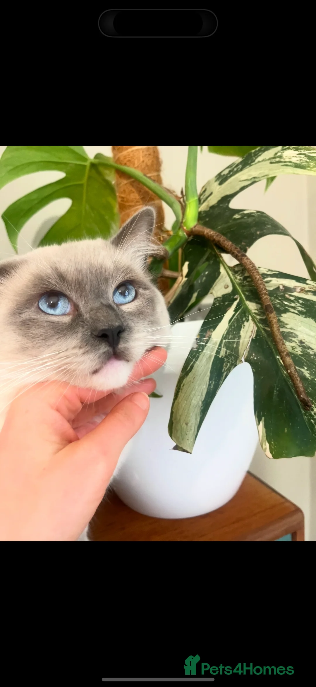 Ragdoll cats for sale: Stunning ragdoll babies! 😻😽 - Advert 10