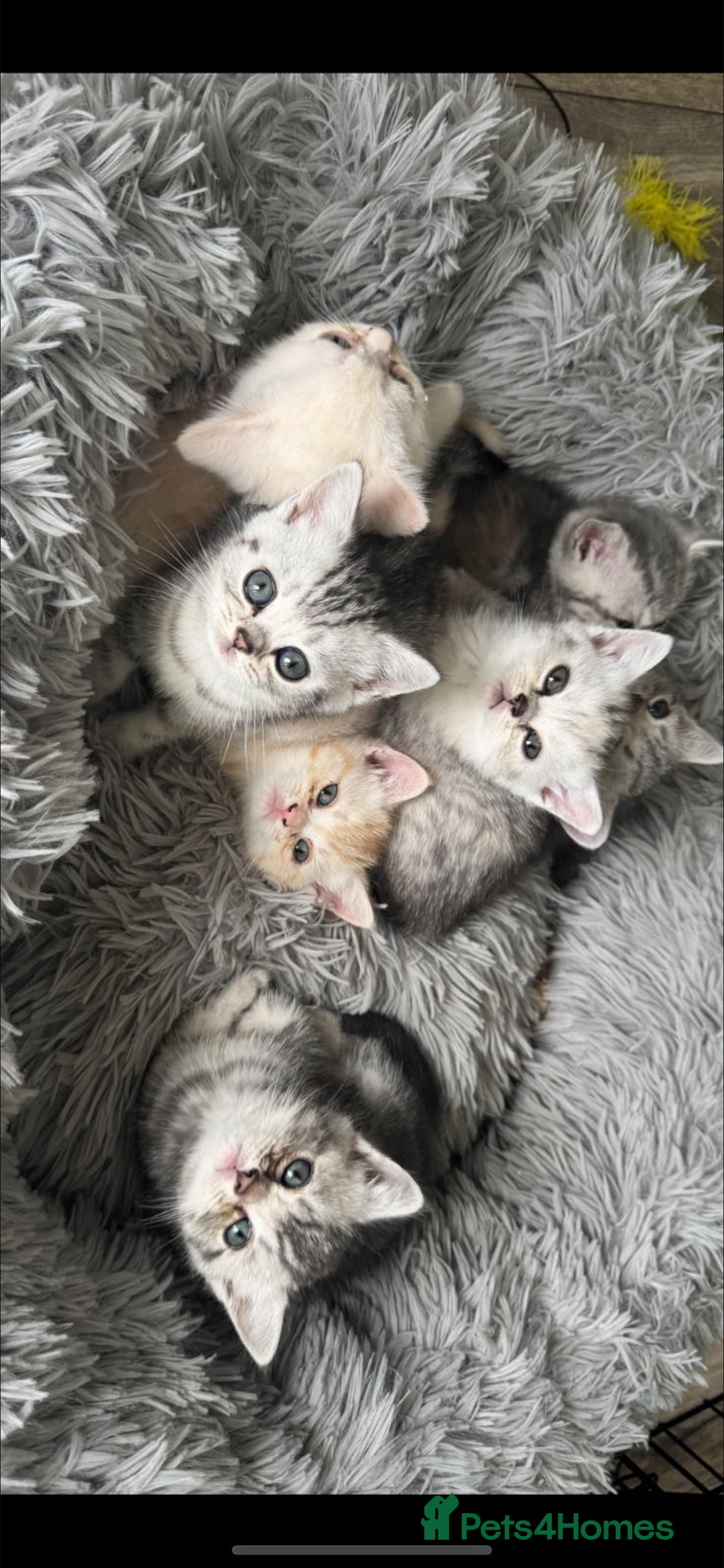 British Shorthair cats for sale: Last Chunky Golden Boy  ❤️ - Image 25
