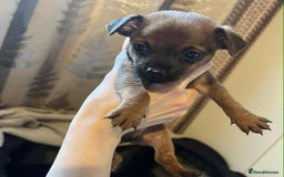 Chihuahua dogs for sale:  Chihuahua Puppies  - Image 1