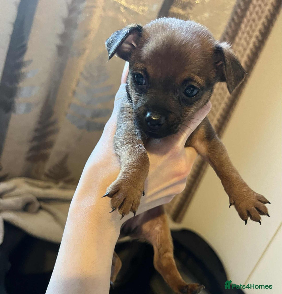 Chihuahua dogs for sale:  Chihuahua Puppies  - Image 1