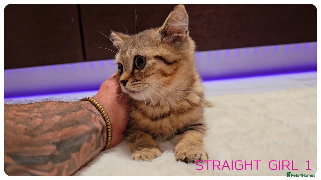 Scottish Fold cats for sale: Scottish Fold Kittens  - Advert 15