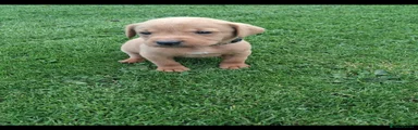 Labrador Retriever 2