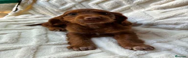 Cocker Spaniel Puppy 5