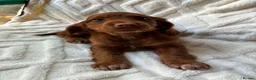 Cocker Spaniel dogs for sale: 9 Gorgeous Cocker Spaniel Puppies For Sale! - Advert 35
