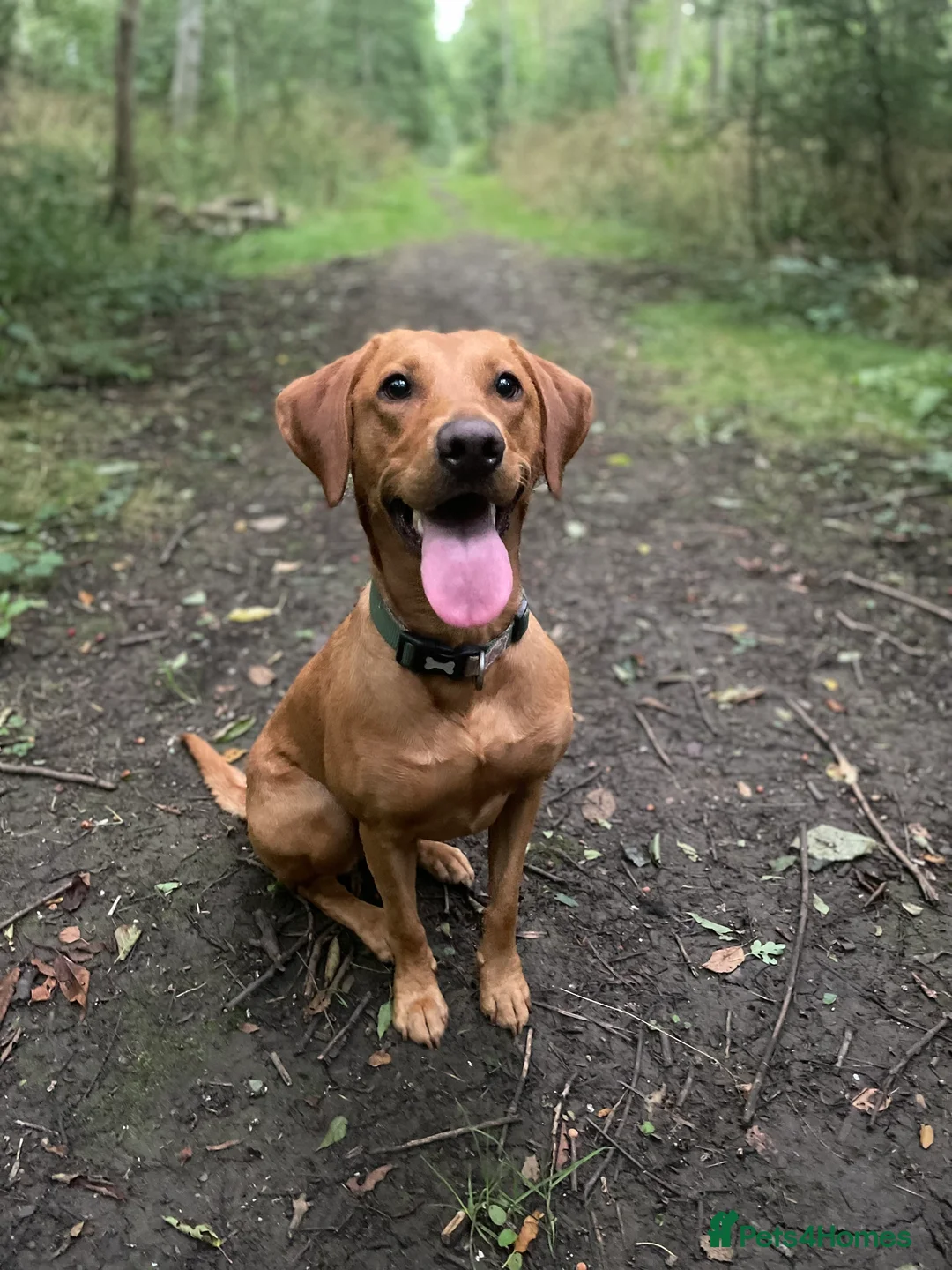 Labrador Retriever dogs for sale: ***Expecting Labrador Puppies - Advert 2