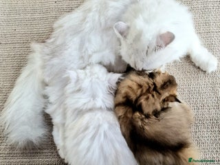 British Shorthair cats - Advert 5