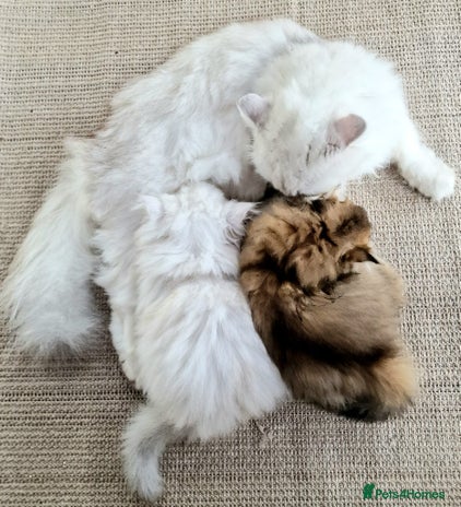 British Shorthair cats - Advert 6