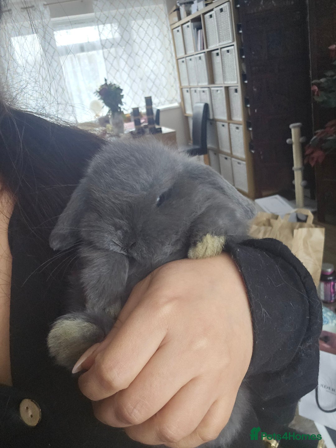 Mini Lop rabbits for sale: 2 Beautiful Mini Lop Baby Does  - Advert 3