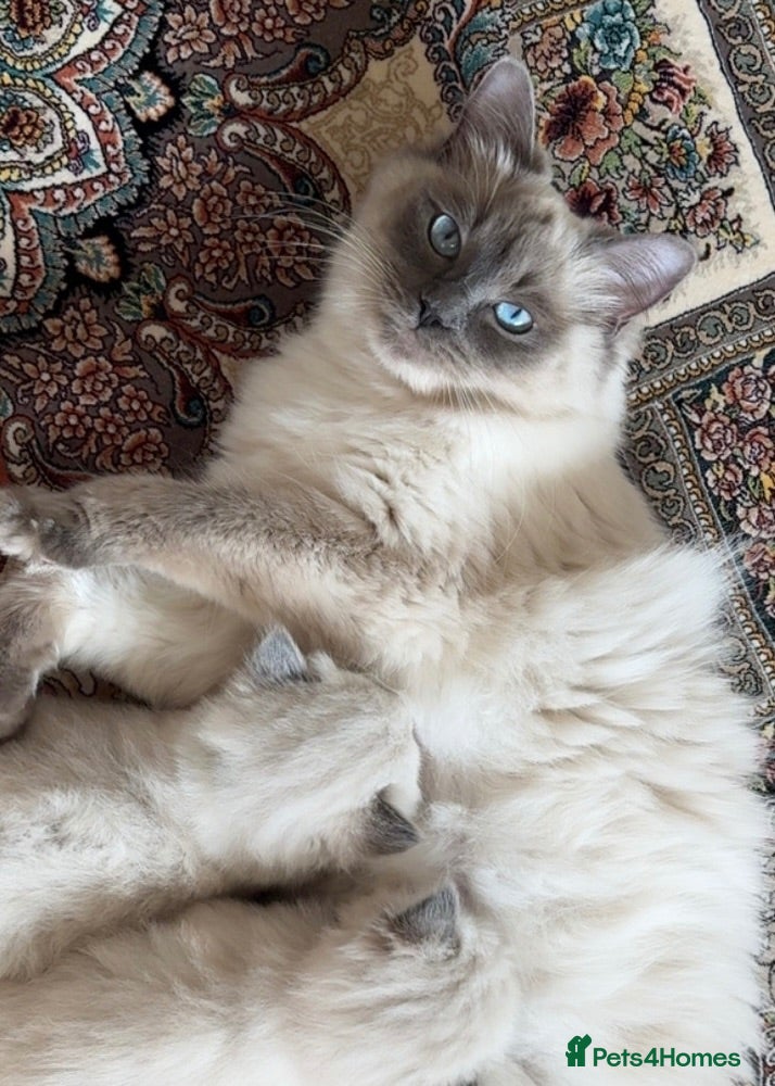 Ragdoll cats Beautiful fluffy ragdoll kittens - Advert 6