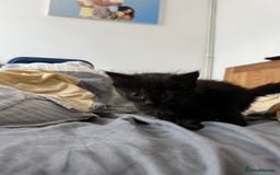Mixed Breed cats for sale: Adorable 5-Week-Old Kittens Ready for Loving Home  - Image 25